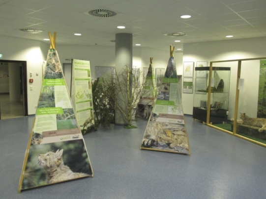 Wanderausstellung Wildkatze kommt ans HG